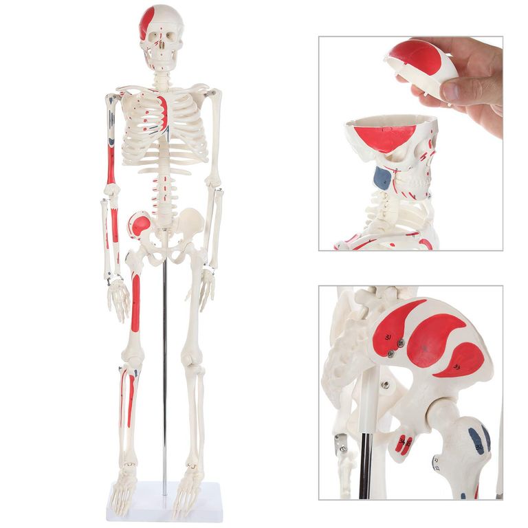 CSTEM Lending Library Human Anatomy Kit